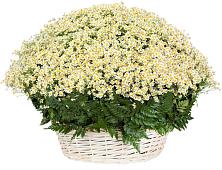 Цветочная композиция из Ромашки в корзине #REPLACE_PRED# Серебряных Прудах